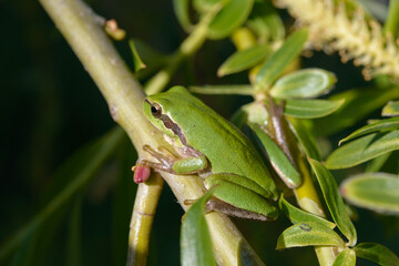 green tree frog on a palm tree