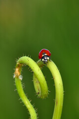 Beautiful ladybug on leaf defocused background