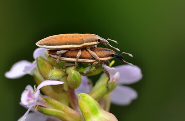 Close up  beautiful  insect in the garden