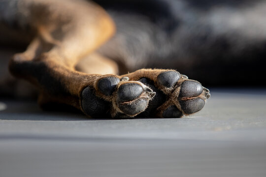 Bottom View Of The Hind Paws Of A Brown Dog Lying On The Floor In The Afternoon Sun. 