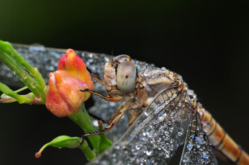Macro shots, Beautiful nature scene dragonfly.   