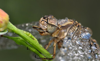 Macro shots, Beautiful nature scene dragonfly.   