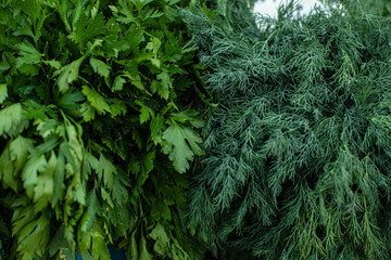 Fresh herbs: dill and parsley. Green grass. Sold on the market dill and parsley.