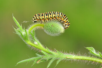 Close up beautiful caterpillar of butterfly  