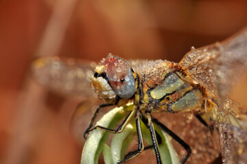 Macro shots, Beautiful nature scene dragonfly.   