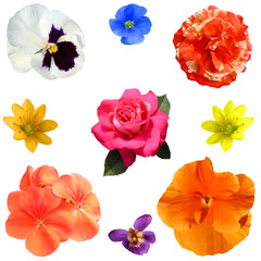 Collection of colorful gardens of fresh flowers, objects are isolated