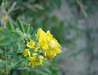 yellow flowers