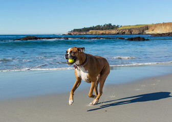 Boxer Dog Running in Beach with Ball in Mouth