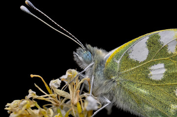 Closeup beautiful butterfly sitting on the flower in a summer garden