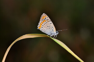 Closeup beautiful butterfly sitting on the flower in a summer garden