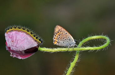 Closeup beautiful butterfly sitting on the flower in a summer garden