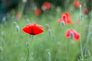 red poppy flowers