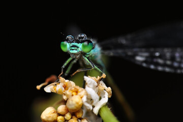 Macro shots, Beautiful nature scene  damselfly