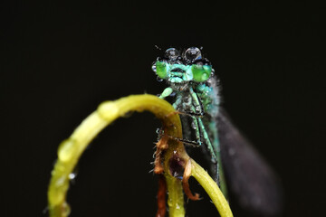 Macro shots, Beautiful nature scene  damselfly