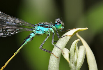 Macro shots, Beautiful nature scene  damselfly