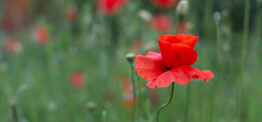 red poppy flower