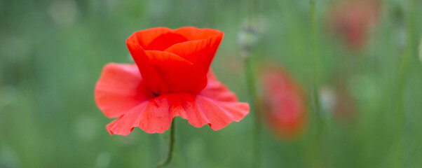 Fototapeta na wymiar red poppy flower