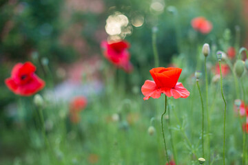 red poppy flowers