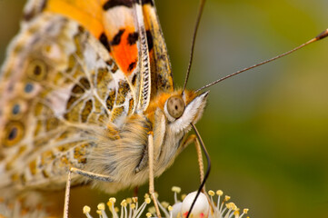Closeup beautiful butterfly sitting on the flower in a summer garden