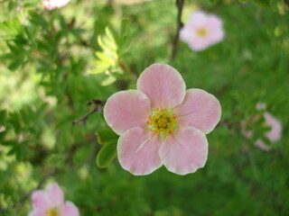 pink and white flowers