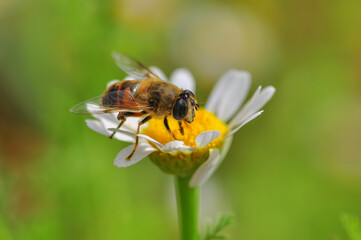 Beautiful  Bee macro in green nature 
