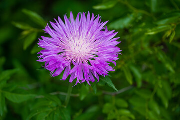 Fototapeta premium Centaurea dealbata (the Persian or whitewash cornflower). Close-up beautiful purple flower in spring garden on blurry green background. Selective focus with place for text. Nature concept for design