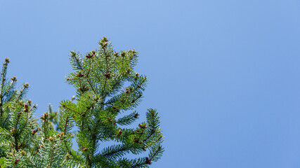 Young pink males pine cones on a spruce Picea omorika top on blue sky background. Branches with short striped needles, characteristic of the Serbian spruce. Selective focus. Place for your text