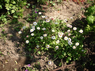 white flowers in the forest