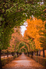 Naklejka premium path in autumn park