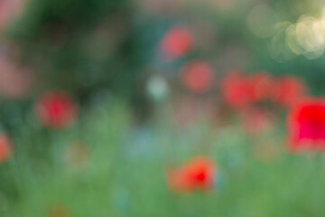 red poppy flowers background