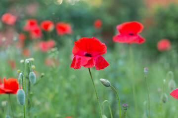 red poppy in a field
