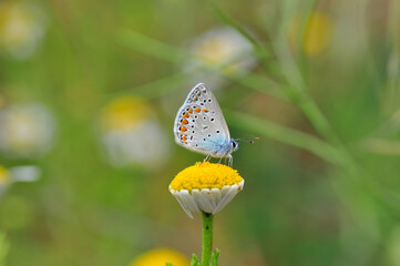 Closeup beautiful butterfly sitting on the flower in a summer garden
