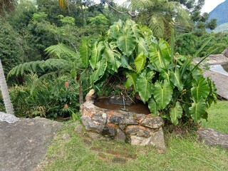 nature seen up close Natural photo without filter Fabiano Dias +55 22 998517099