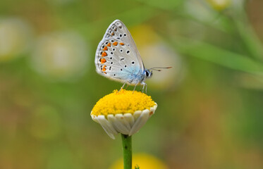 Closeup beautiful butterfly sitting on the flower in a summer garden