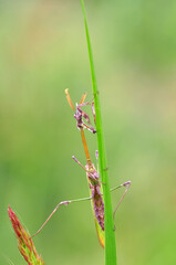 Close up of pair of Beautiful European mantis ( Mantis religiosa )