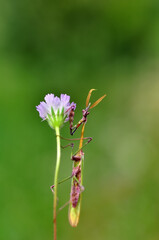 Close up of pair of Beautiful European mantis ( Mantis religiosa )