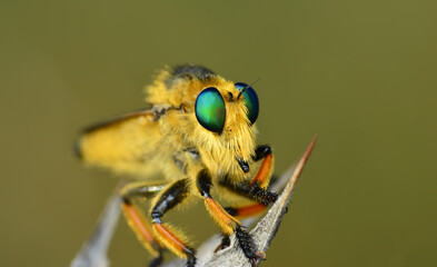 Macro shot of a robber fly in the garden