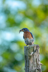 a blue bird with a bug in it's beck