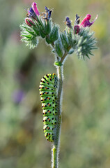 Close up beautiful caterpillar of butterfly  
