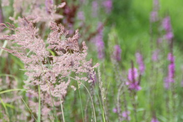 village meadow violet green plants botanical