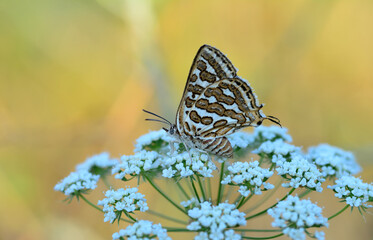 Closeup beautiful butterfly sitting on the flower in a summer garden