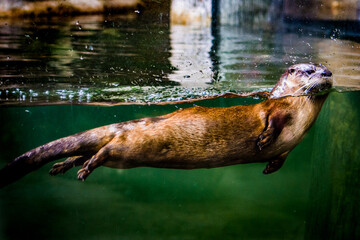 River otter swimming