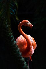 Flamingo in the shadows