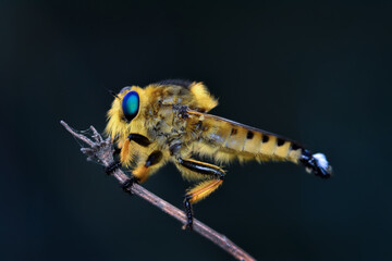 Macro shot of a robber fly in the garden