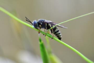Beautiful  Bee macro in green nature 