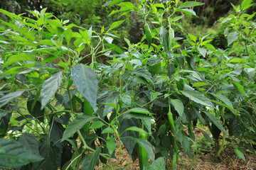 Green chilli pepper plants in growth at vegetable garden
