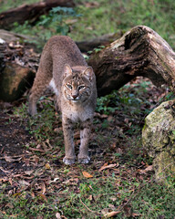 Bobcat Stock Photos. Image. Portrait. Picture.  Bobcat close up walking and looking at the camera displaying brown fur, body, head, ears, eyes, nose, mouth tail, in its environment and surrounding.