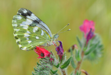 Closeup beautiful butterfly sitting on the flower in a summer garden