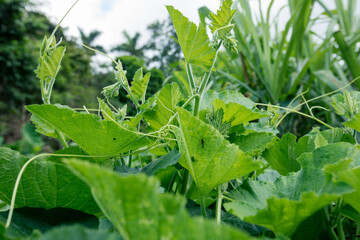 pumpkin leaves grow in vegetable garden