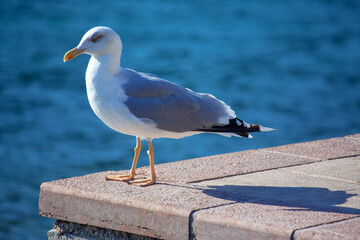 seagull at the seaside edge